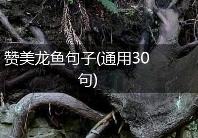 赞美龙鱼句子(通用30句)