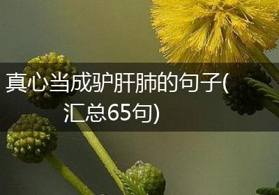 真心当成驴肝肺的句子(汇总65句)