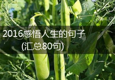2016感悟人生的句子(汇总80句)