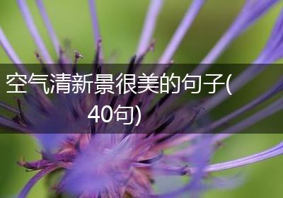 空气清新景很美的句子(40句)