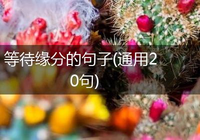 等待缘分的句子(通用20句)
