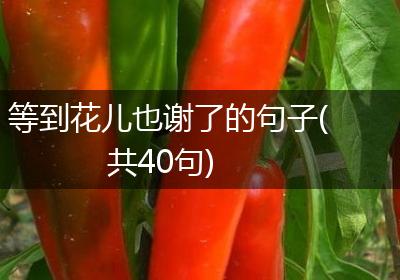 等到花儿也谢了的句子(共40句)