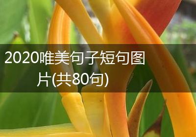 2020唯美句子短句图片(共80句)