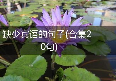 缺少宾语的句子(合集20句)