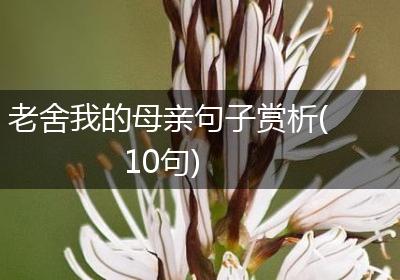 老舍我的母亲句子赏析(10句)