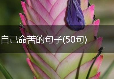 自己命苦的句子(50句)