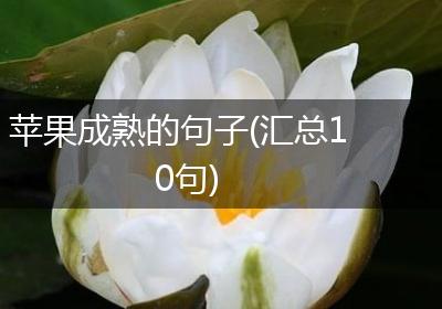 苹果成熟的句子(汇总10句)