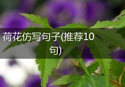 荷花仿写句子(推荐10句)