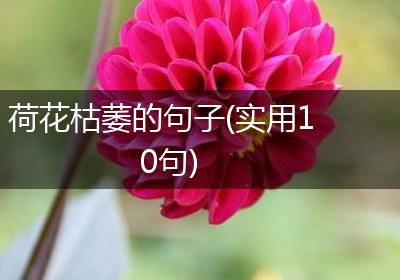 荷花枯萎的句子(实用10句)