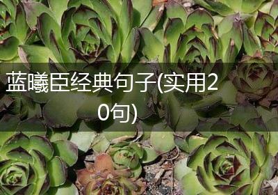 蓝曦臣经典句子(实用20句)