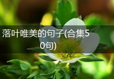 落叶唯美的句子(合集50句)