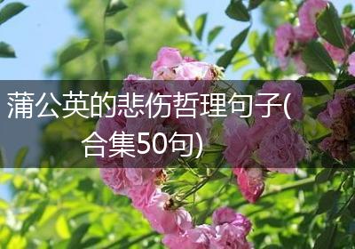蒲公英的悲伤哲理句子(合集50句)