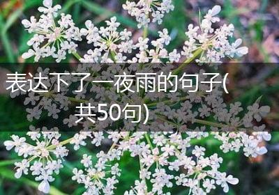 表达下了一夜雨的句子(共50句)
