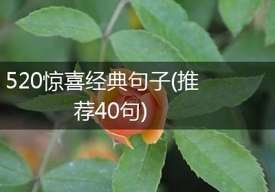 520惊喜经典句子(推荐40句)