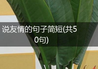 说友情的句子简短(共50句)