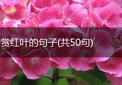 赏红叶的句子(共50句)