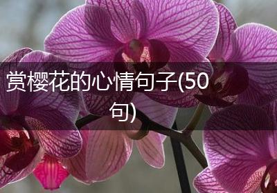 赏樱花的心情句子(50句)