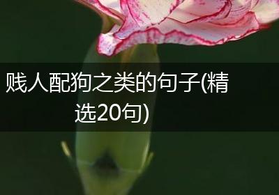 贱人配狗之类的句子(精选20句)