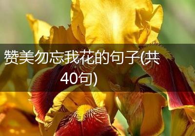 赞美勿忘我花的句子(共40句)