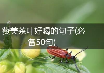 赞美茶叶好喝的句子(必备50句)