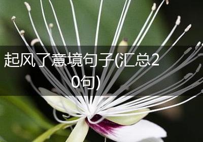 起风了意境句子(汇总20句)