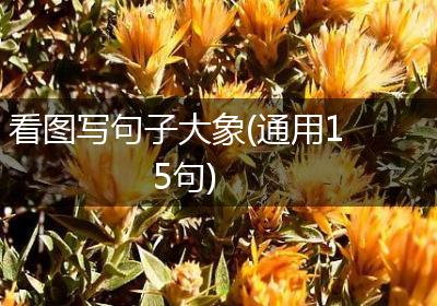 看图写句子大象(通用15句)