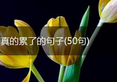真的累了的句子(50句)
