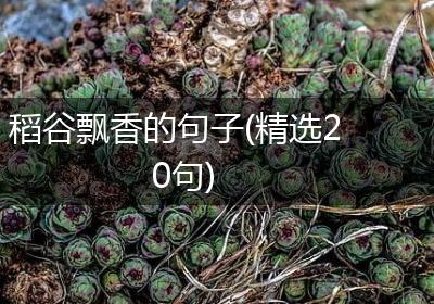 稻谷飘香的句子(精选20句)