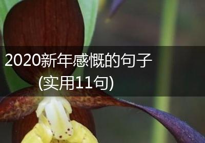 2020新年感慨的句子(实用11句)