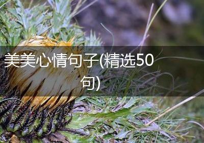 美美心情句子(精选50句)