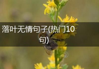 落叶无情句子(热门10句)