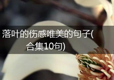 落叶的伤感唯美的句子(合集10句)