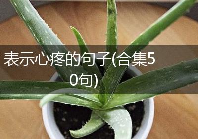 表示心疼的句子(合集50句)