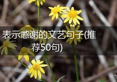表示感谢的文艺句子(推荐50句)