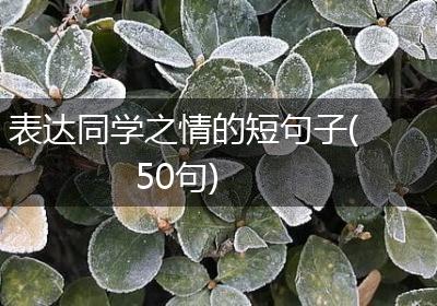 表达同学之情的短句子(50句)