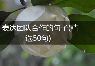 表达团队合作的句子(精选50句)