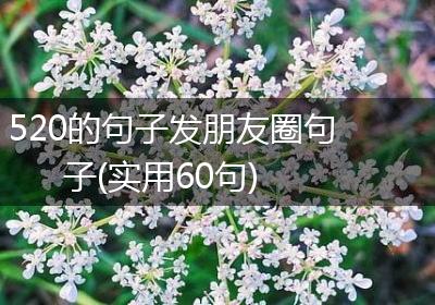 520的句子发朋友圈句子(实用60句)