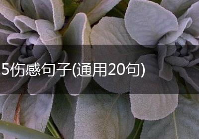 5伤感句子(通用20句)