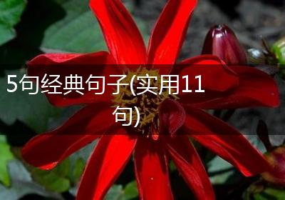 5句经典句子(实用11句)