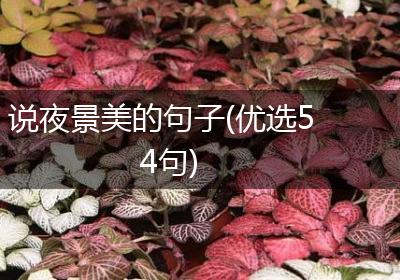 说夜景美的句子(优选54句)