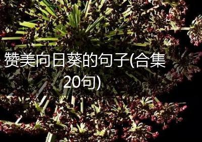 赞美向日葵的句子(合集20句)