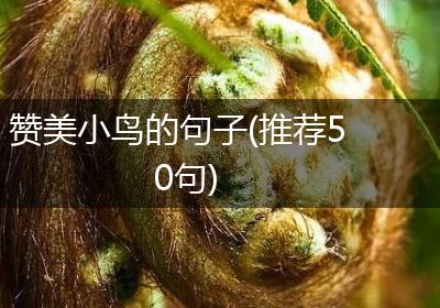赞美小鸟的句子(推荐50句)