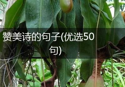 赞美诗的句子(优选50句)