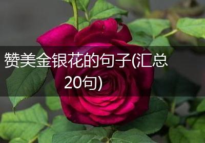 赞美金银花的句子(汇总20句)