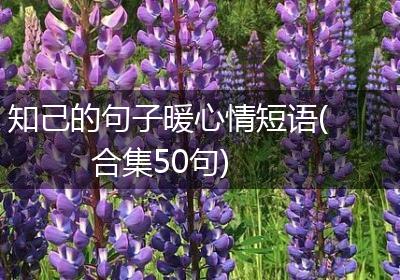 知己的句子暖心情短语(合集50句)