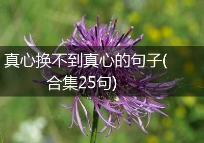 真心换不到真心的句子(合集25句)