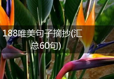 188唯美句子摘抄(汇总60句)
