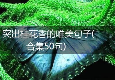突出桂花香的唯美句子(合集50句)