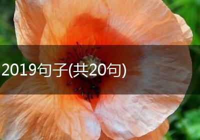 2019句子(共20句)