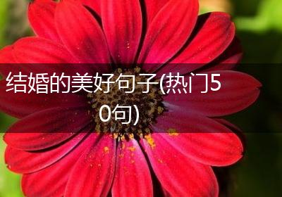 结婚的美好句子(热门50句)